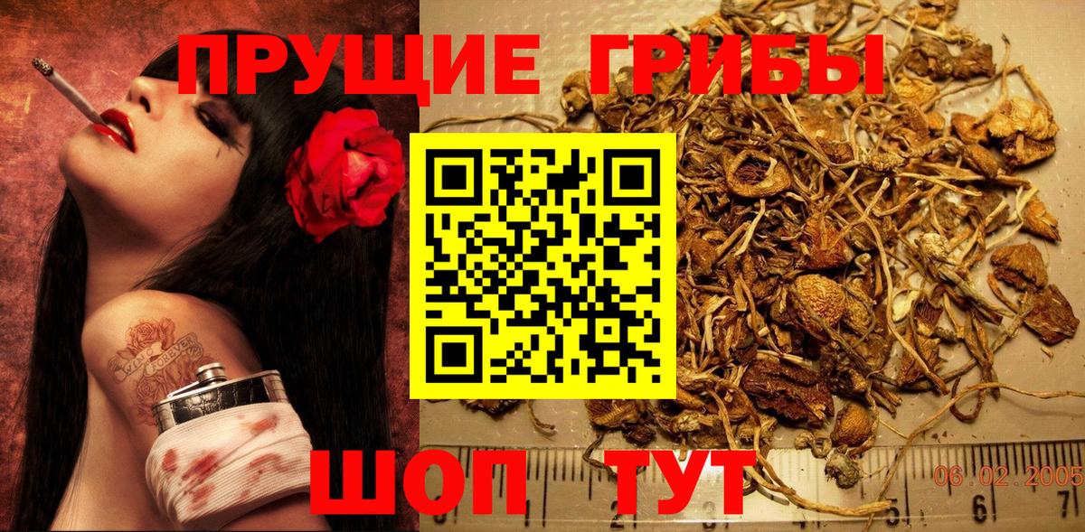Галлюциногенные грибы Psilocybine cubensis Муром
